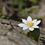 Bloodroot: Natural Blood Purifier or Dangerous Toxin?