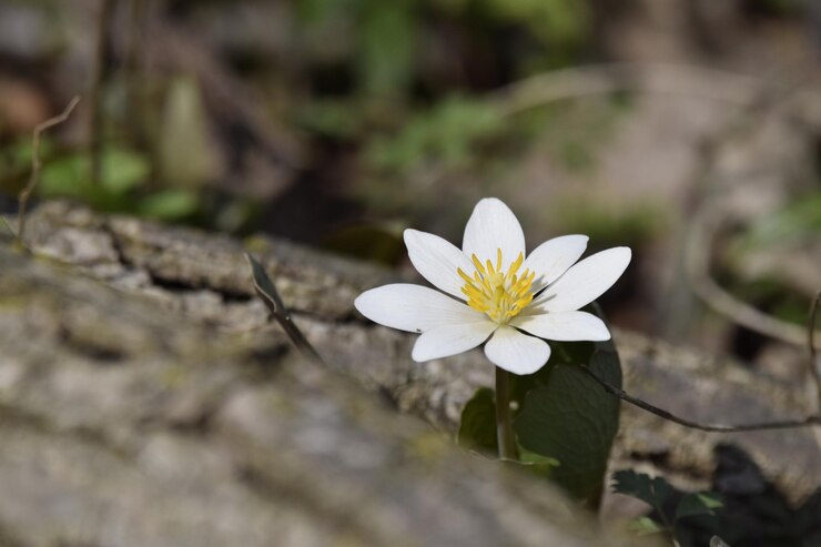 Bloodroot: Natural Blood Purifier or Dangerous Toxin?