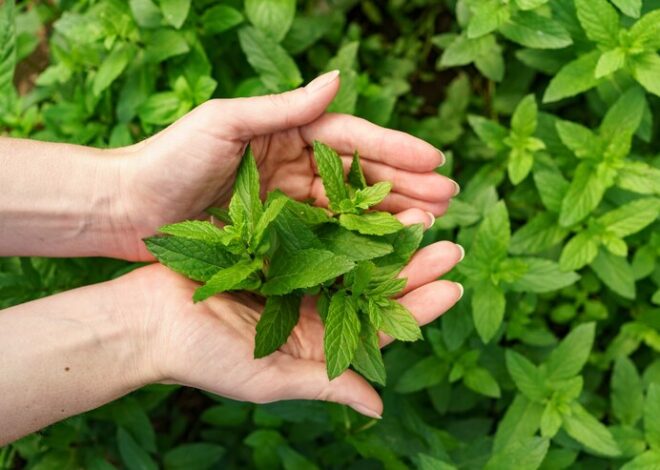 Benefits of Stevia and How to Use the Different Types