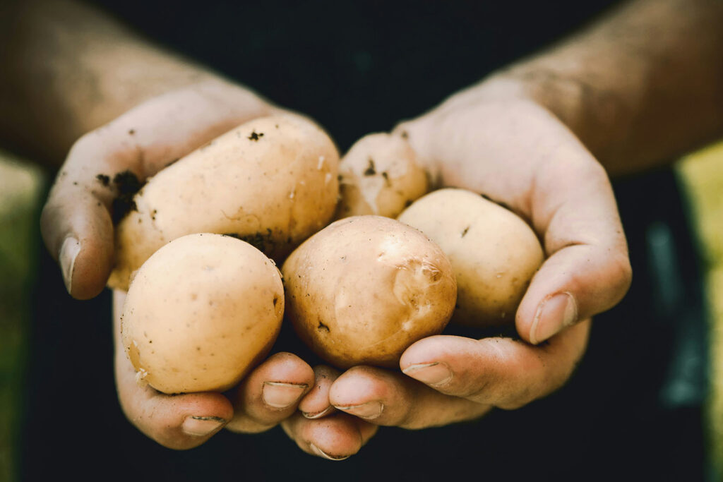 Is Potato Starch Good for You or Bad for You? 