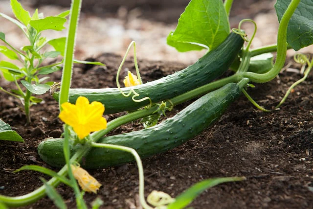 Summer Vegetables To Grow In Your Garden