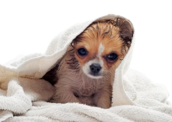 Top 5 Best Shampoo for Puppies: A Comprehensive Review