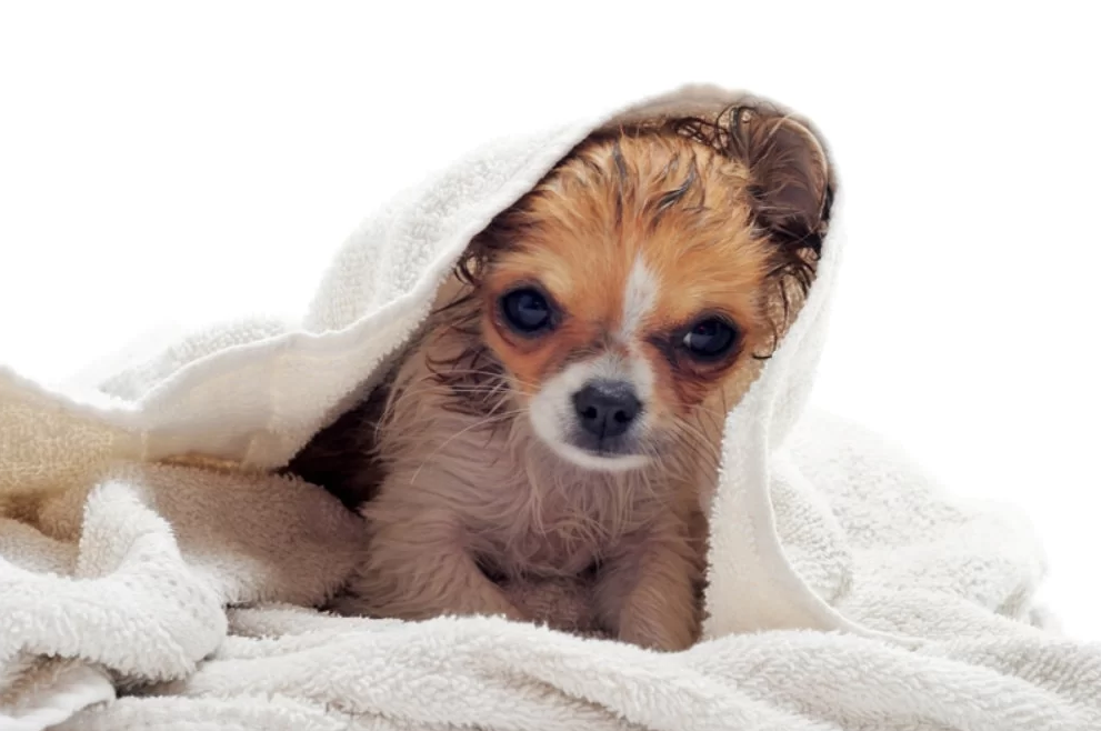Best shampoo for puppies