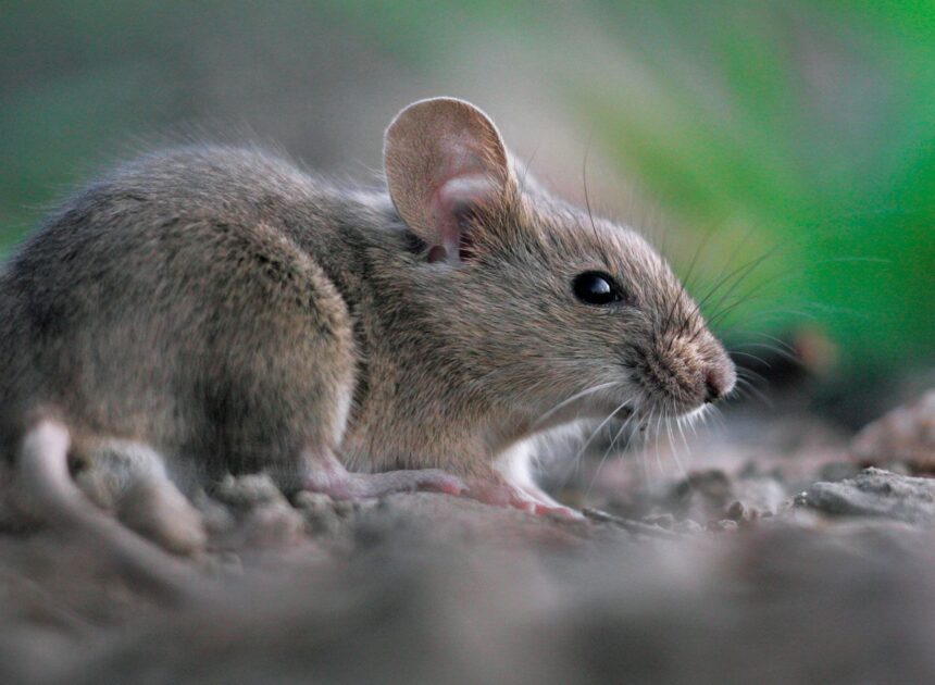 Understanding the Different Types of Rodents