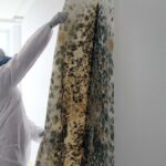Mold Inspections: A Comprehensive Guide to a Healthy Home