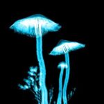 Psilocybin Therapy in Mental Health