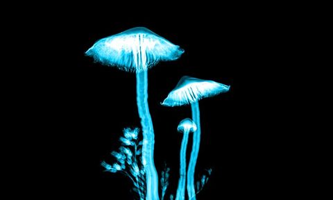 Psilocybin Therapy in Mental Health