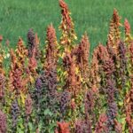 Information Related to Quinoa Cultivation in India