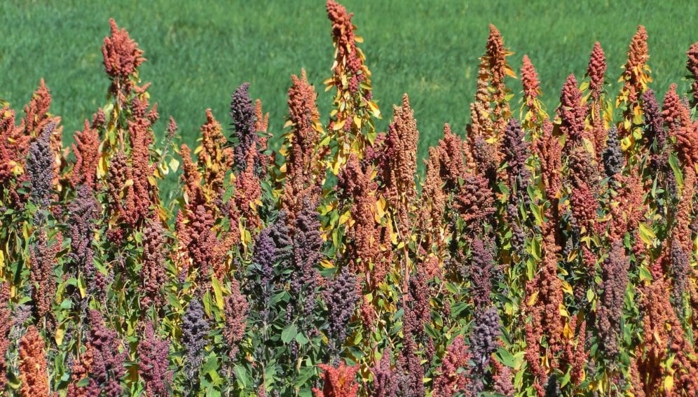 Information Related to Quinoa Cultivation in India