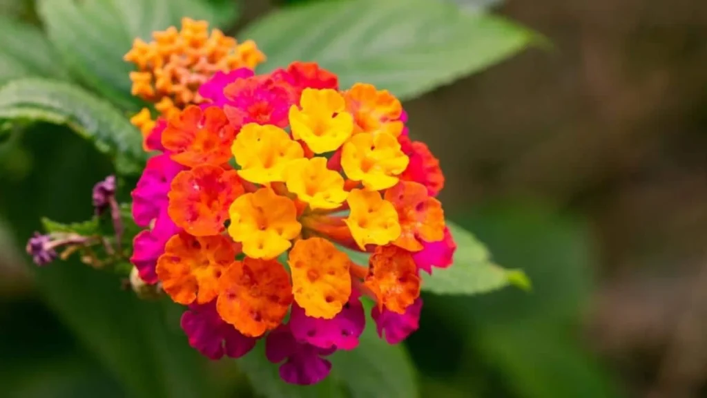 What Are the Best Flowers to Plant for Year-Round Blooms?