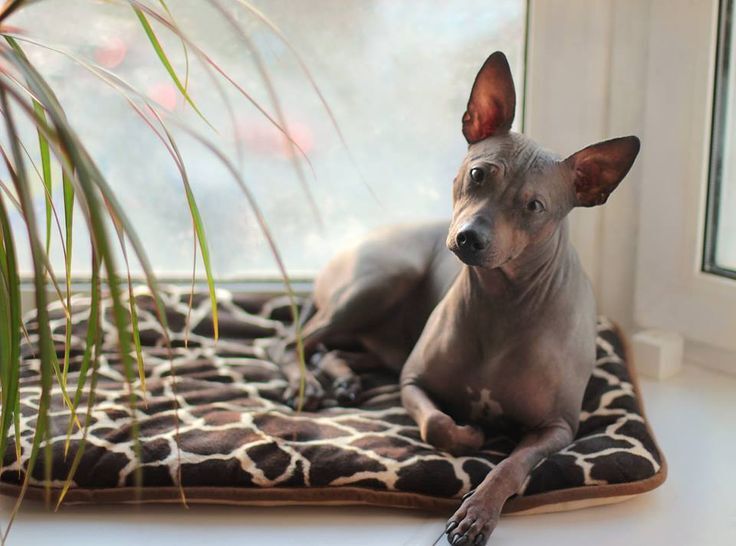 American Hairless Terrier