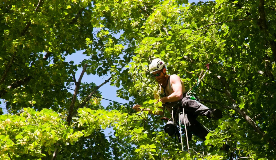 What is the Best Time of Year for Tree Topping?